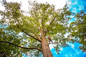 Best Tree Trimming and Pruning  in Monroeville, PA