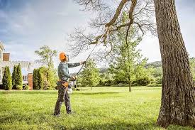 How Our Tree Care Process Works  in  Monroeville, PA