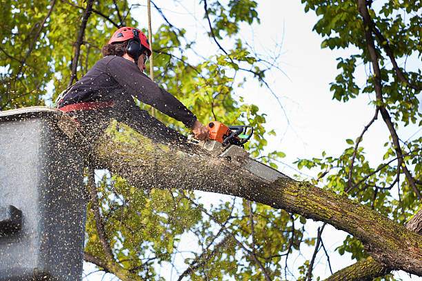 Best Weed Control  in Monroeville, PA