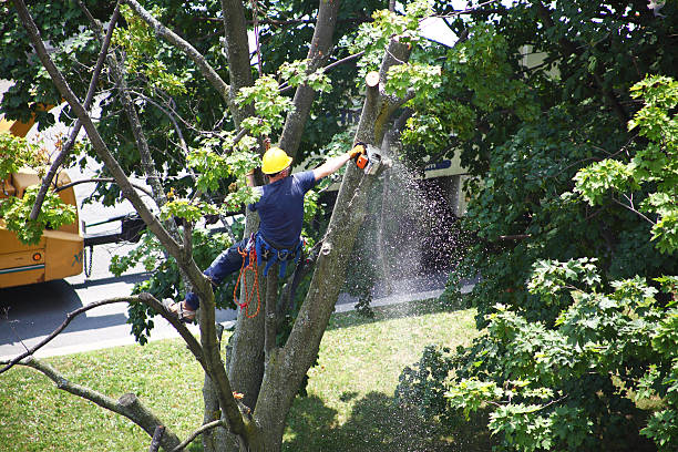 Best Storm Damage Tree Cleanup  in Monroeville, PA