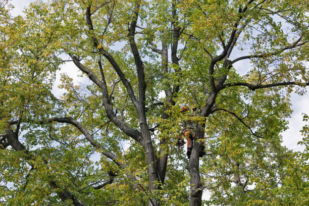 Best Leaf Removal  in Monroeville, PA